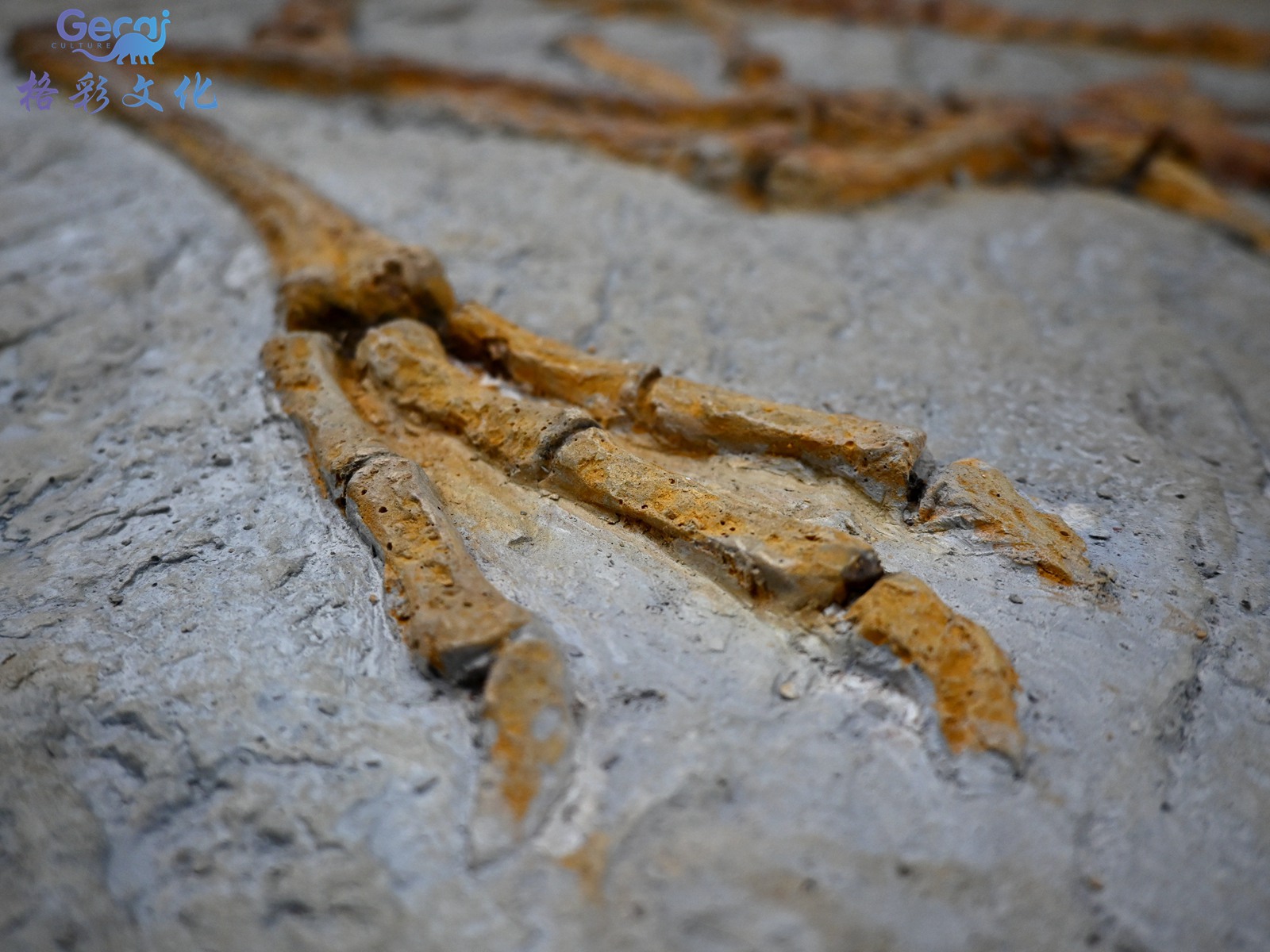 博物馆小盗龙化石模型