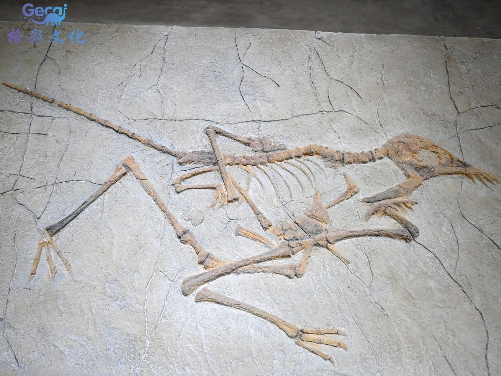 博物馆小盗龙化石模型