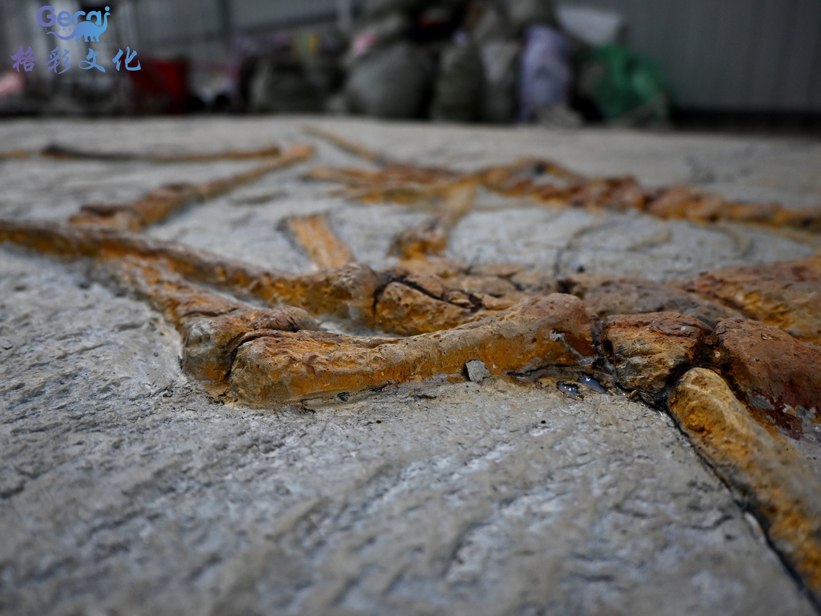 博物馆小盗龙化石模型