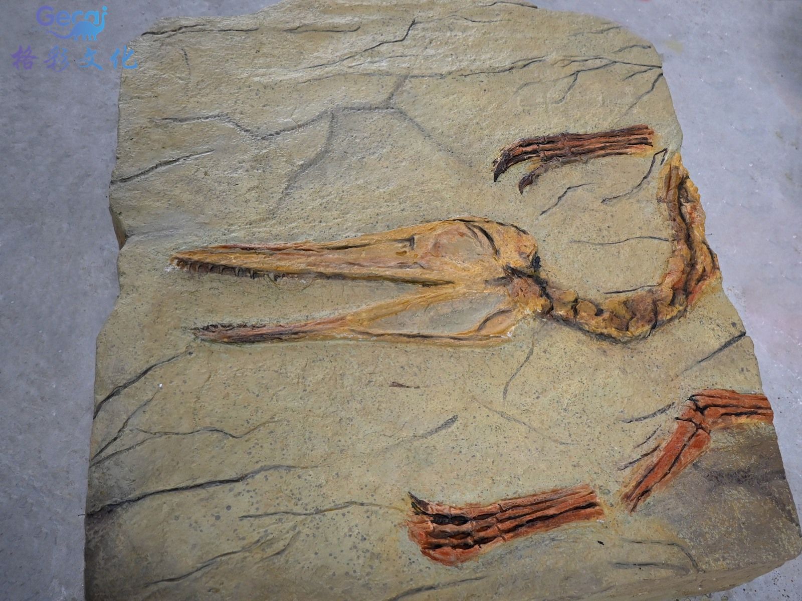 古生物化石模型