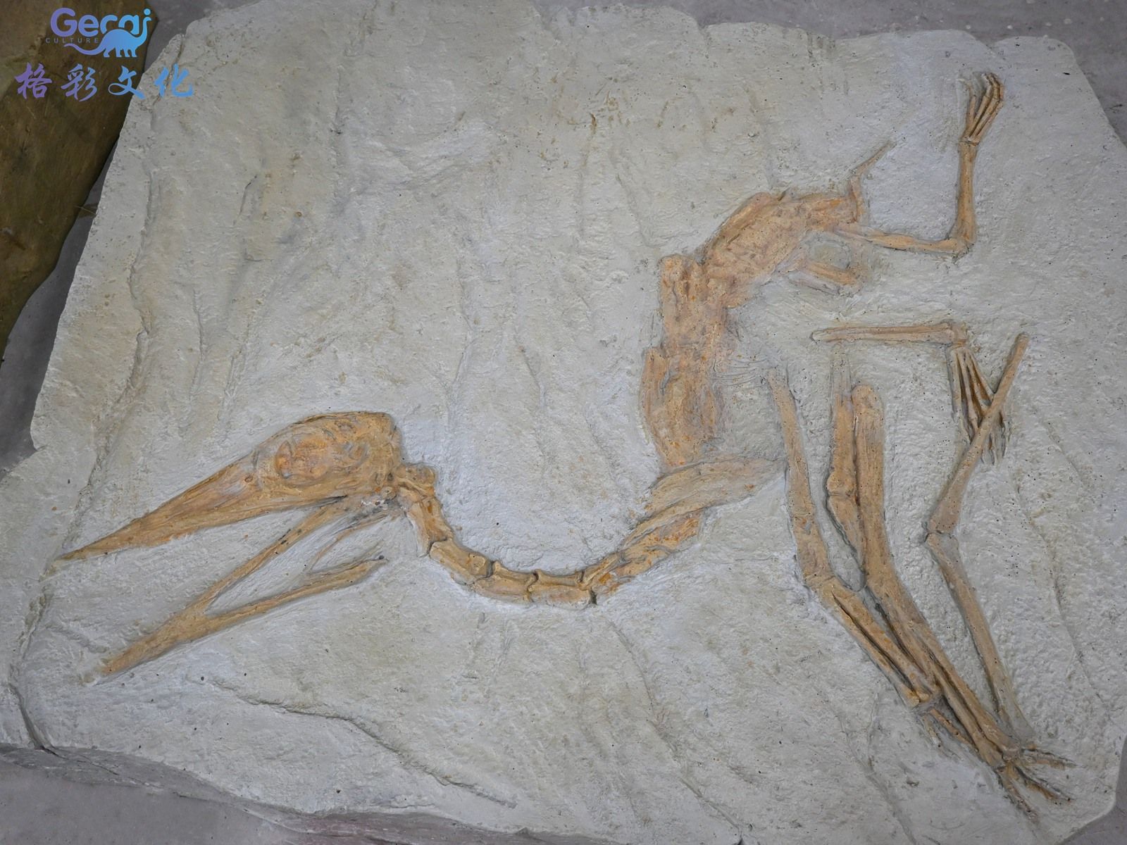 古生物化石模型